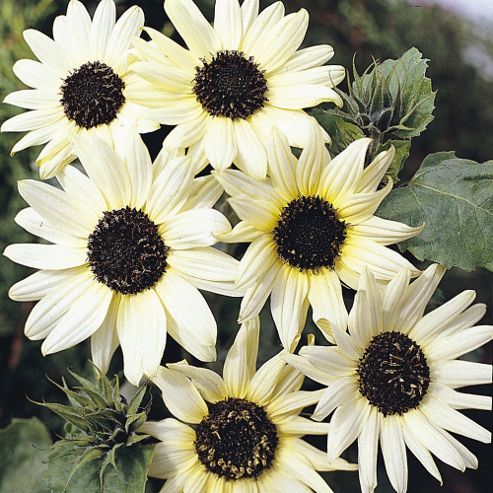 Image of Sunflower 'italian White' - 1 Packet (40 Seeds)