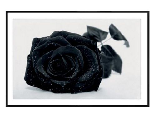 Image of Black Rose Gloss Black Framed Gothic Rose Poster