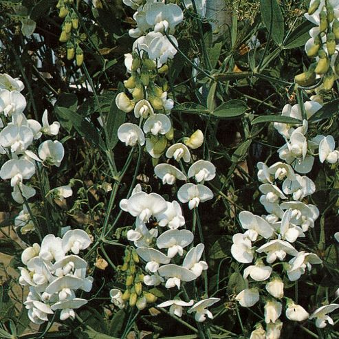 Image of Lathyrus Latifolius 'white Pearl' - 1 Packet (15 Seeds)