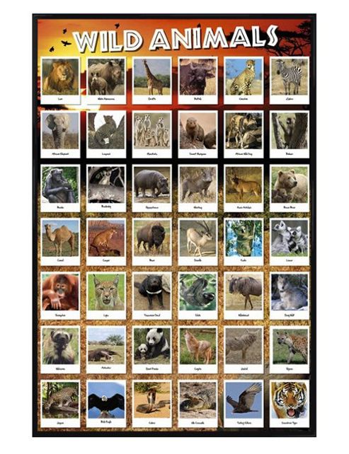 Image of Wild Animals Gloss Black Framed Wild & Wonderful Poster