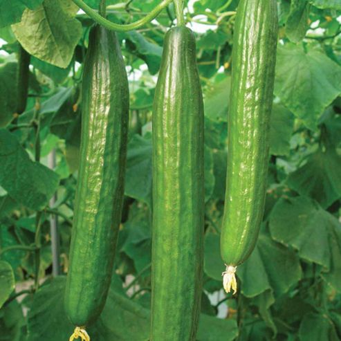Image of Cucumber 'bella' F1 Hybrid - 1 Packet (4 Cucumber Seeds)