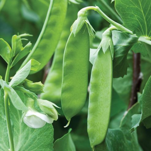 Image of Pea 'kennedy' (mangetout) - 1 Packet (100 Pea Seeds)