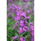 beard tongue (Penstemon 'Sour Grapes')