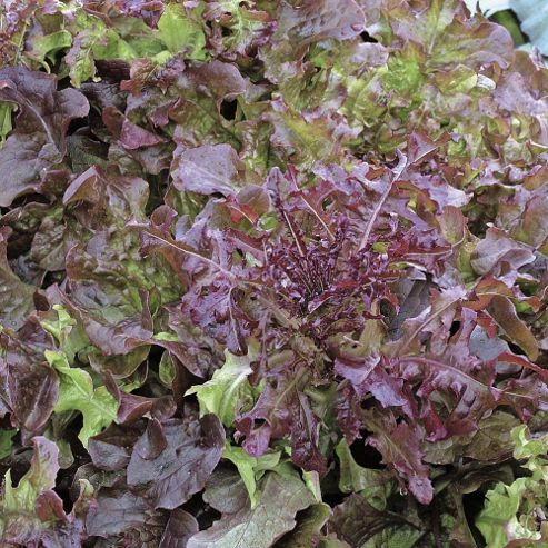 Image of Lettuce 'red Salad Bowl' (loose-leaf) - Vita Sementi&reg; Italian Seeds - 1 Packet (4000 Lettuce Seeds)