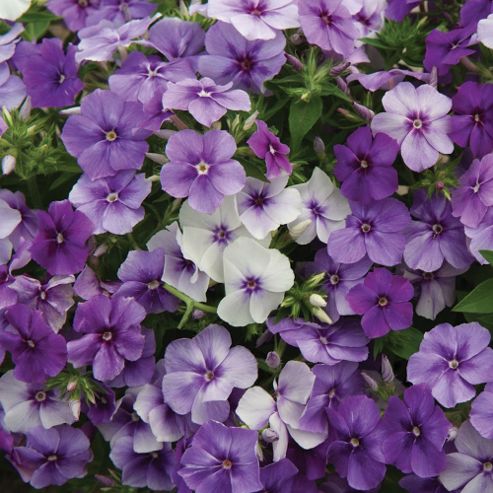 Image of Phlox Drummondii 'moody Blues' - 1 Packet (175 Seeds)