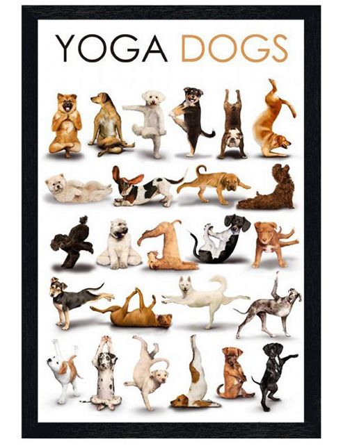 Image of Black Wooden Framed Yoga Dogs Poster
