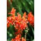 montbretia (Crocosmia masoniorum)