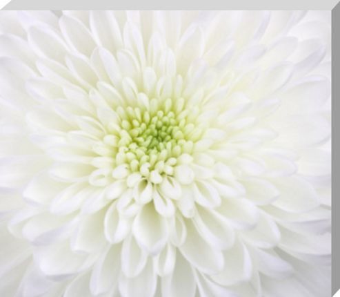 Image of Julie Pigula Chrysanthemum Canvas Print