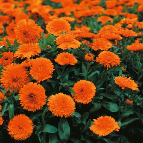 Image of Calendula Officinalis 'candyman Orange' - 1 Packet (100 Seeds)