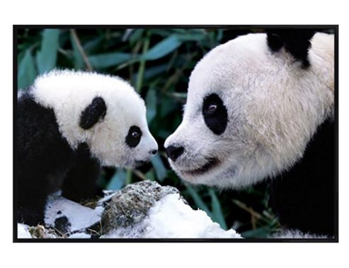 Image of Pandas Gloss Black Framed Little And Large Poster