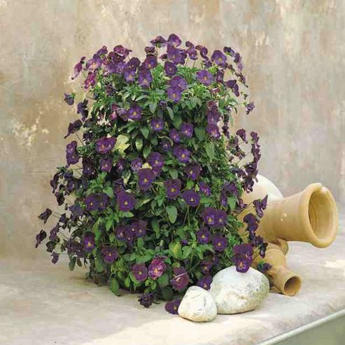 Image of Pansy 'purple Rain' F1 Hybrid - 1 Packet (20 Seeds)