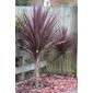 cabbage tree (Cordyline australis 'Red Star')