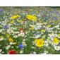 summer glory collection (Summer Glory collection)