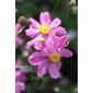 windflower (Anemone hupehensis var. japonica 'Prinz Heinrich')
