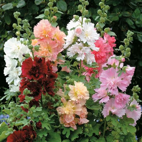 Image of Hollyhock 'spring Celebrities Mixed' (annual) - 1 Packet (20 Seeds)