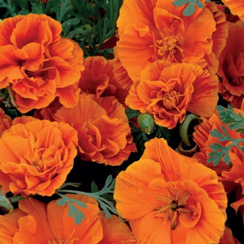 Image of Californian Poppy 'rosebud Orange' - 1 Packet (150 Seeds)