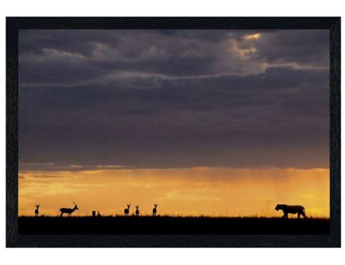 Image of Lioness In The Wild Black Wooden Framed Hunting For Prey Poster