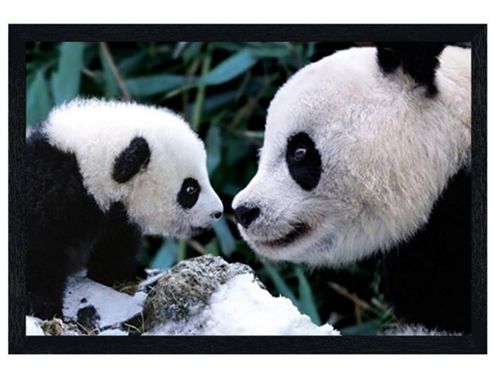 Image of Pandas Black Wooden Framed Little And Large Poster