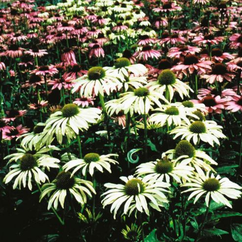 Image of Echinacea Purpurea 'lustre Hybrids' - 1 Packet (25 Seeds)