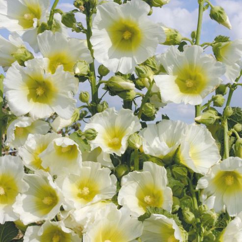 Image of Hollyhock 'halo White' - 1 Packet (50 Seeds)