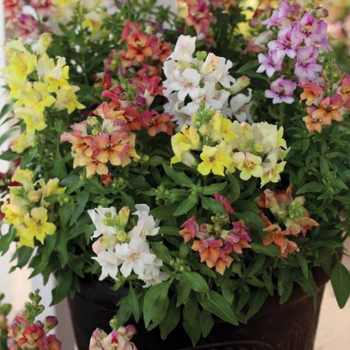 Image of Antirrhinum Majus 'reminiscent Mixed' F1 Hybrid - 1 Packet (50 Seeds)