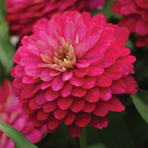 Image of Zinnia Marylandica 'double Zahara Strawberry' - 1 Packet (12 Seeds)