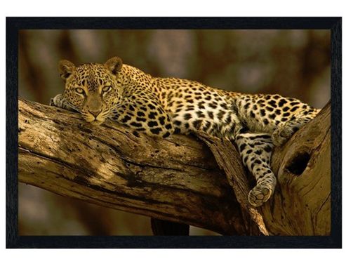 Image of Black Wooden Framed Lazy Leopard Poster