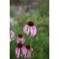 coneflower (Echinacea pallida)
