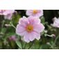 Japanese anemone (Anemone × hybrida 'Elegans')
