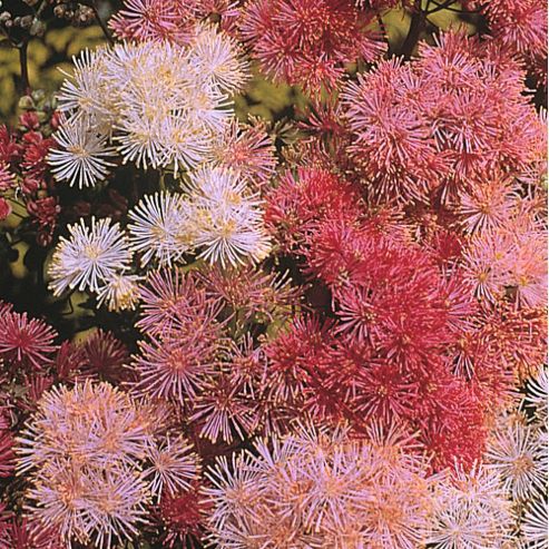 Image of Thalictrum Aquilegiifolium 'new Hybrids Mixed' - 1 Packet (50 Seeds)
