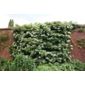 climbing hydrangea (Hydrangea anomala subsp. petiolaris)