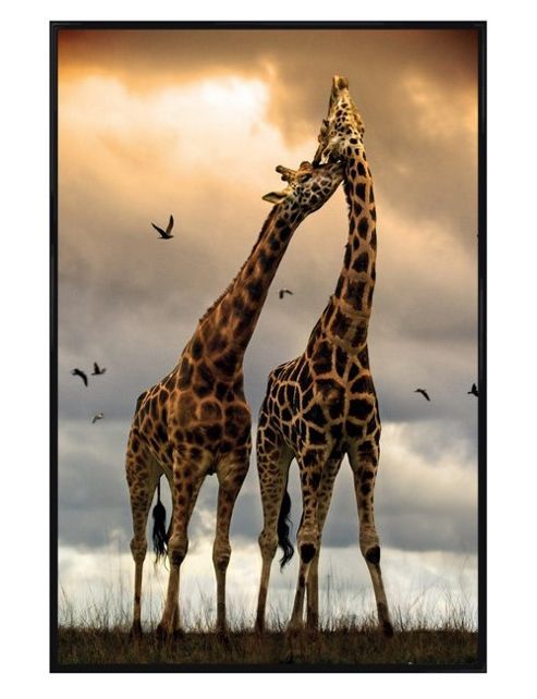Image of Gloss Black Framed Giraffe Sunrise Poster