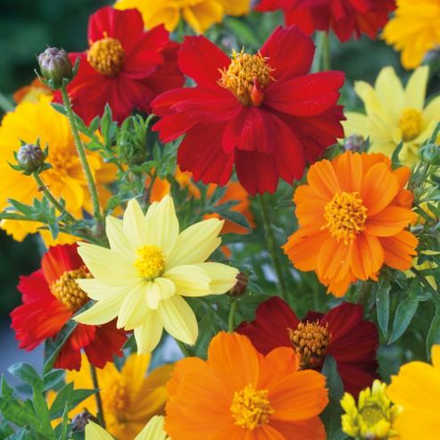 Image of Cosmos Sulphureus 'brightness Mixed' - 1 Packet (100 Seeds)