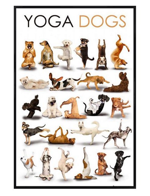 Image of Gloss Black Framed Yoga Dogs Poster