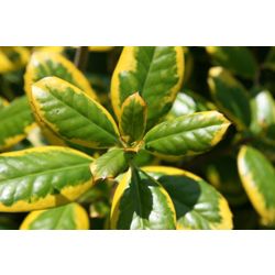 holly (female) (Ilex × altaclerensis 'Golden King')