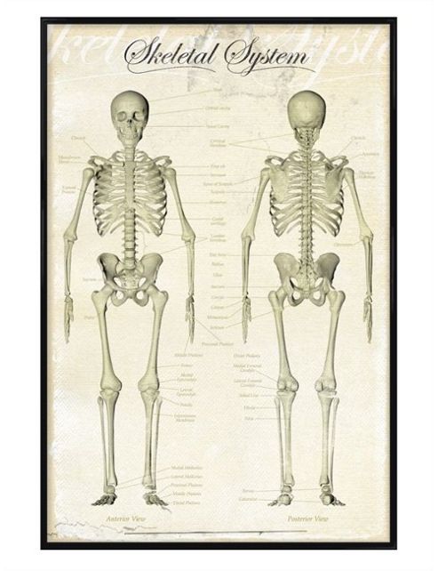 Image of Gloss Black Framed The Skeletal System Poster