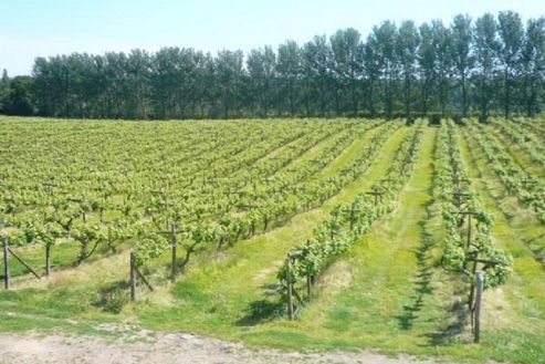 Image of Vineyard Tour For Two