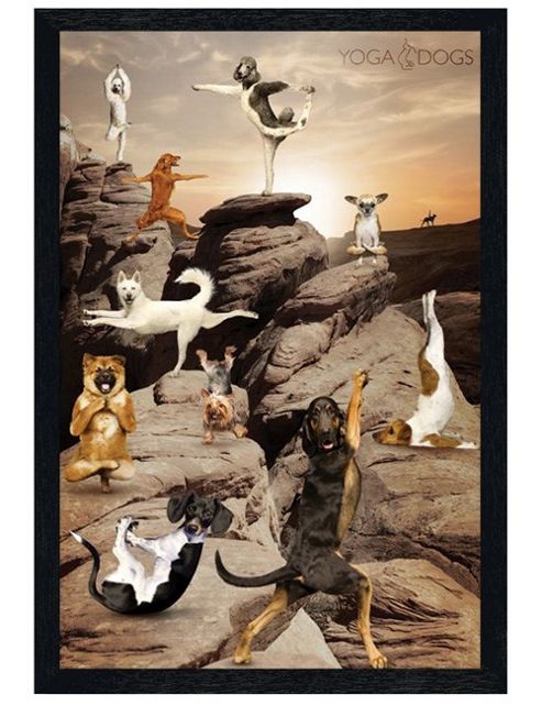 Image of Yoga Dogs Black Wooden Framed Canine Spirituality Poster
