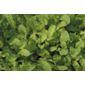 salad rocket (rocket 'Salad')