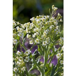 sea kale (Crambe maritima)