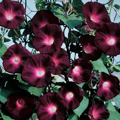 Image of Morning Glory 'kniolas Black Night' - 1 Packet (30 Seeds)