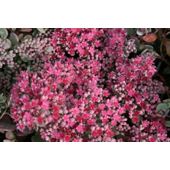 ice plant (Sedum 'Bertram Anderson')