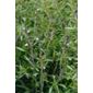 summer savory - organic (savory summer)