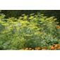dill (dill 'Dukat')