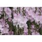 prairie mallow (Sidalcea malviflora 'Elsie Heugh')