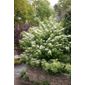 Japanese snowball bush (Viburnum plicatum 'Mariesii')