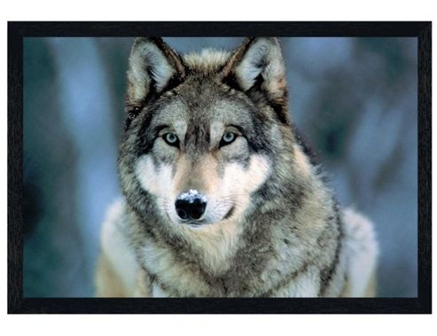 Image of Black Wooden Framed Grey Wolf Poster