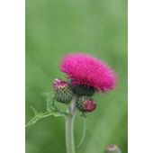 brook thistle (Cirsium rivulare 'Atropurpureum')