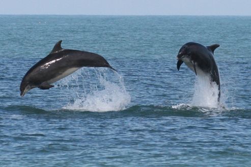 Image of Dolphin And Whale Watching For Two