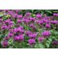 bergamot (Monarda 'Scorpion')